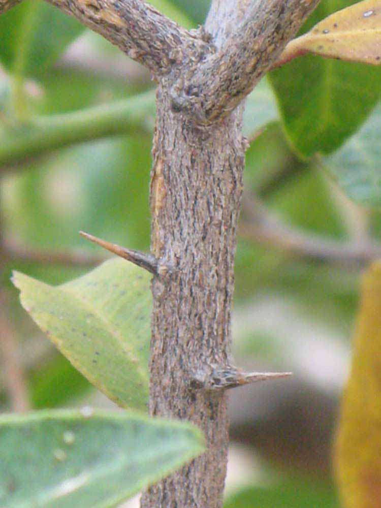              Second - third year twig (Riverside, CA)       